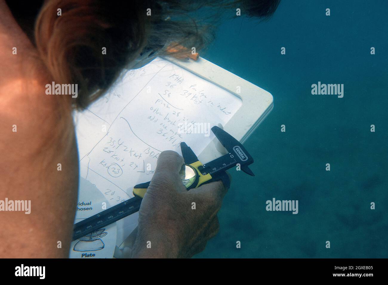 Il ricercatore prende appunti durante un'indagine sul pesce a Hanauma Bay, Oahu, Hawaii, USA Foto Stock
