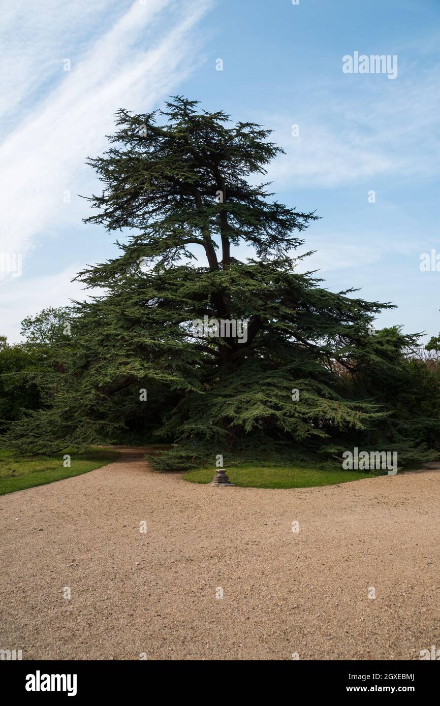 L'albero di cedro dal Libano piantato da Josephine per Napoleone al Chateau de Malmaison , Parigi , Francia Foto Stock