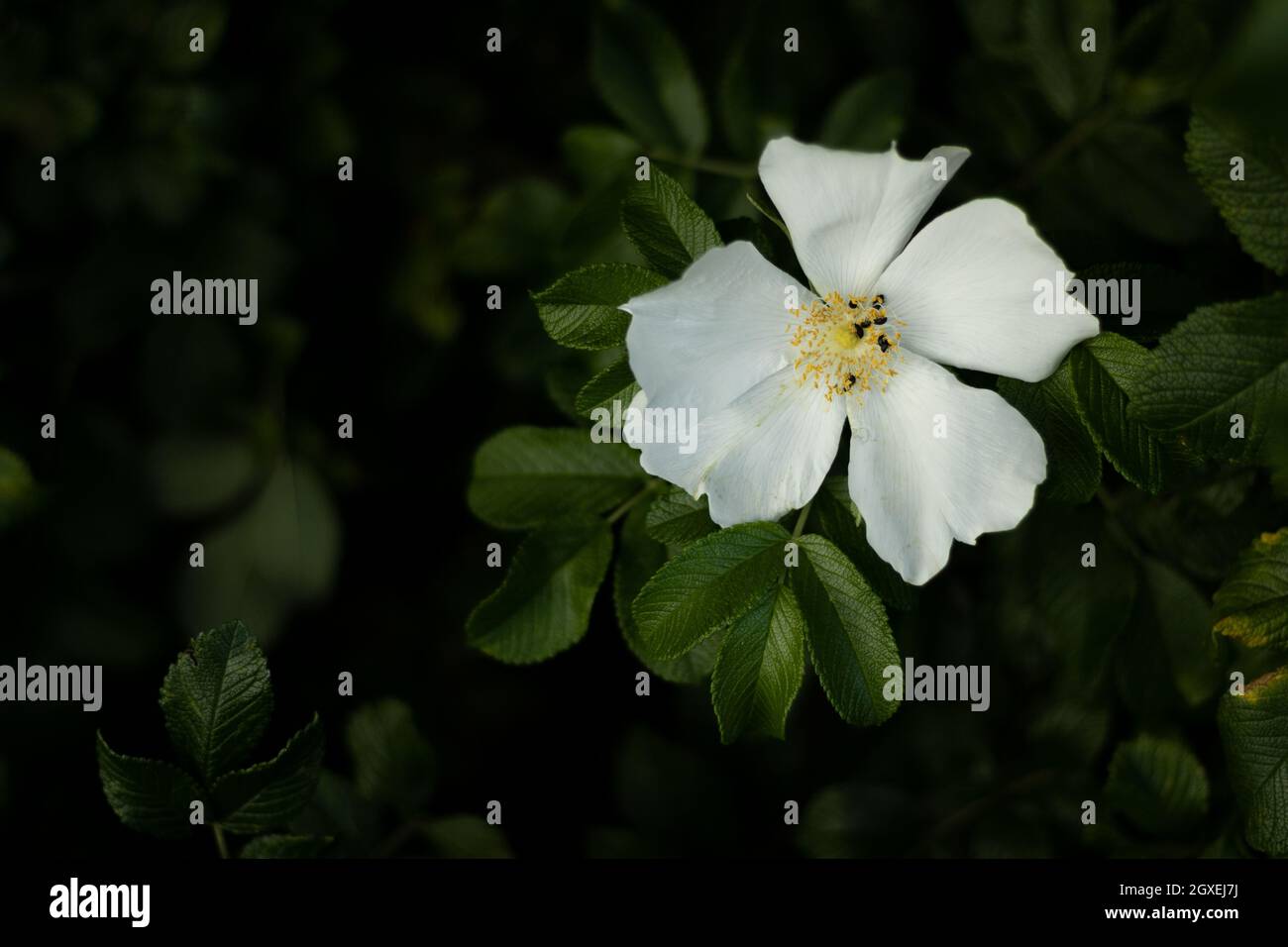 Rosa rugosa bianca in natura, circondata da foglie verdi e sfondo scuro sfocato Foto Stock