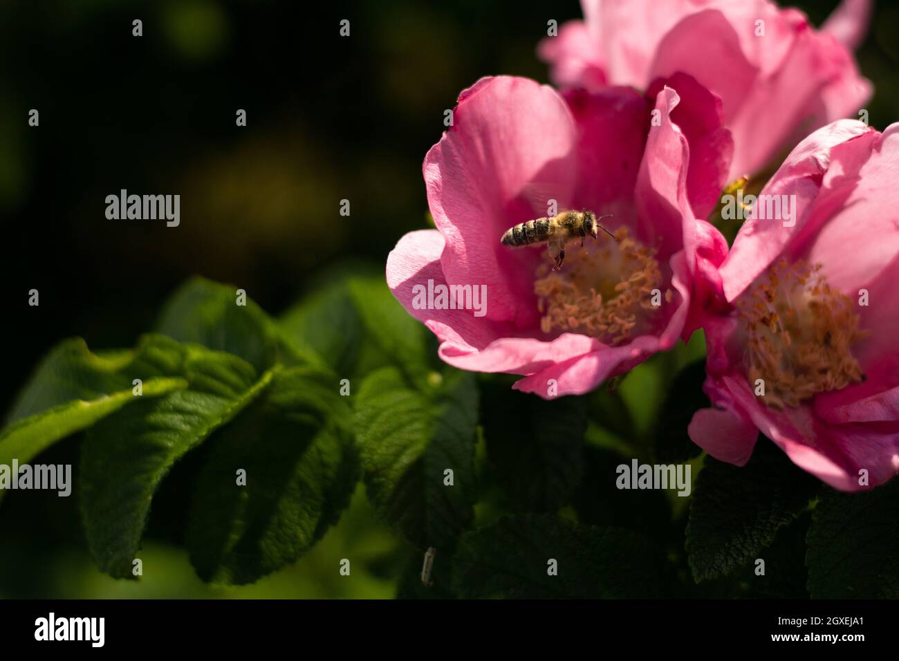Un'ape che vola verso un fiore rosa circondato da foglie verdi Foto Stock