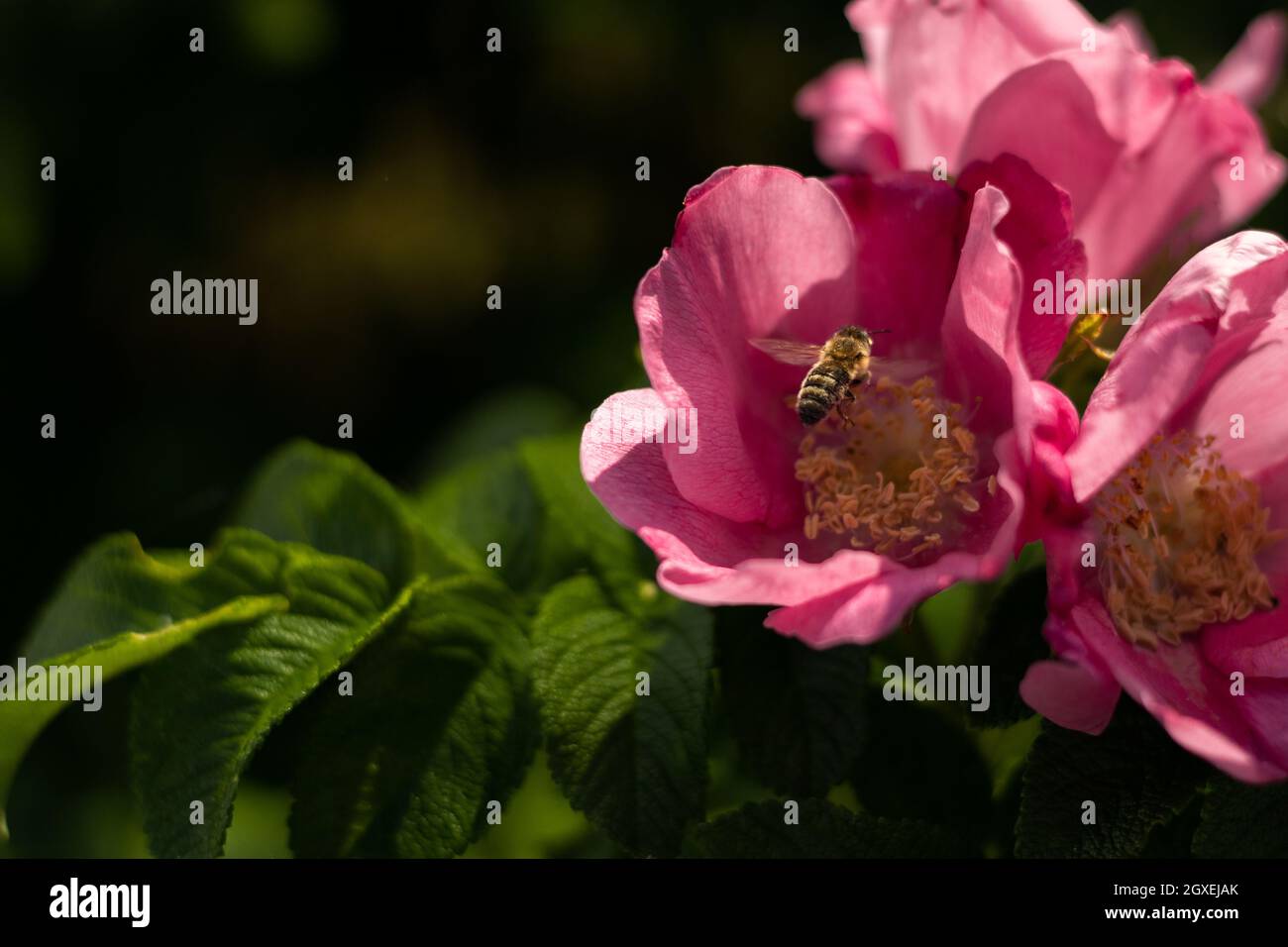 Un'ape che vola verso un fiore rosa circondato da foglie verdi Foto Stock