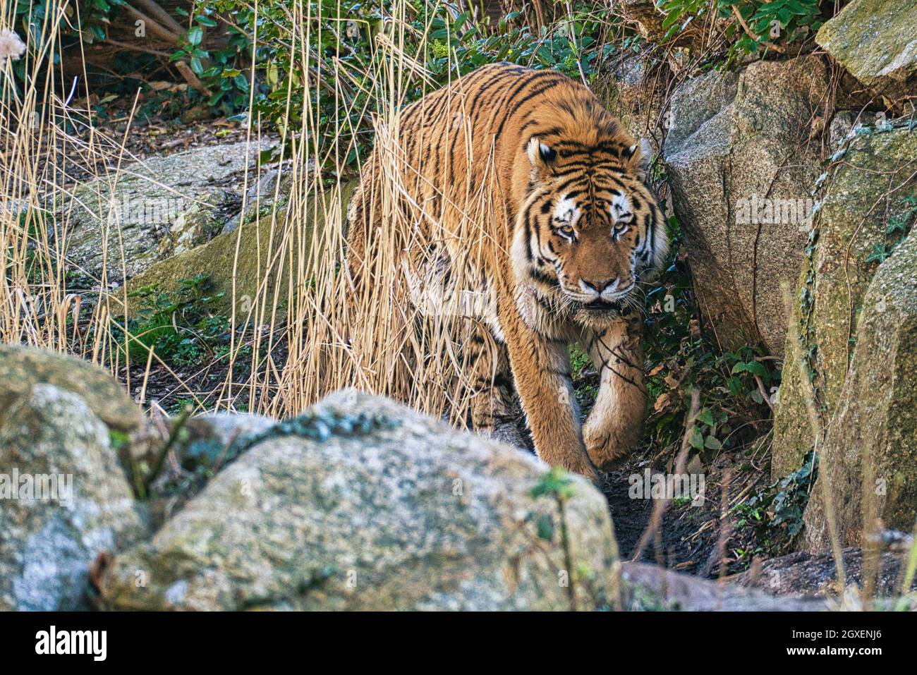 siebirian tiger nello zoo di berlino, questi animali sono in pericolo, un elegante gatto grande, con un grande modello di pelliccia. Foto Stock