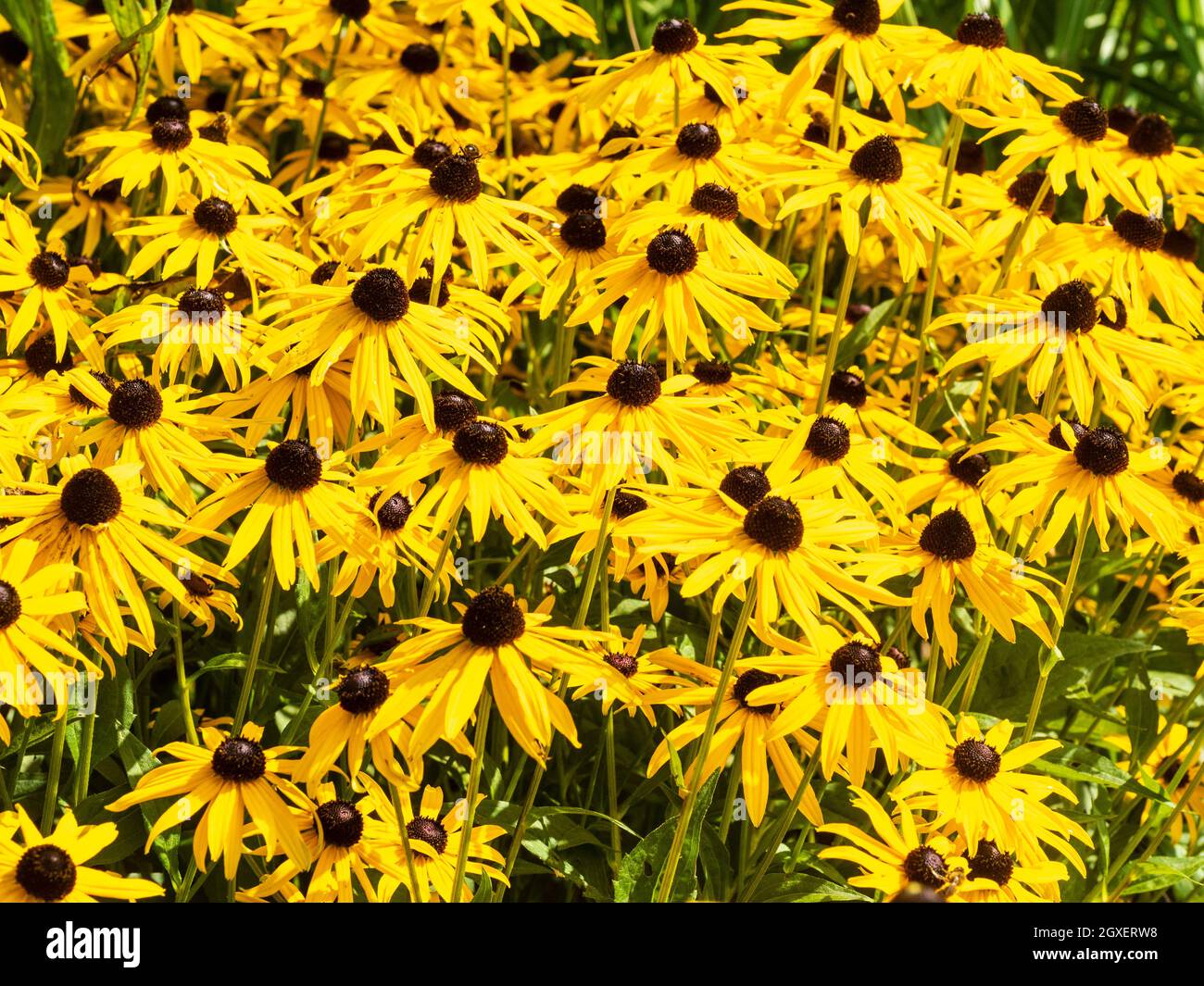 Esposizione massaggiata dei fiori di fine estate della prateria nordamericana perenne, Rudbeckia fulgida var. Sullivantii 'Goldsturm' Foto Stock