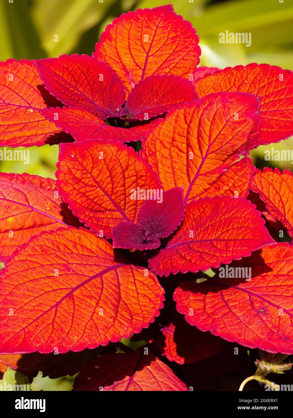 Rosso=fiori arancioni della tenera coleus perenne, Solenostemon 'Mozaik' coltivato per l'esposizione estiva di contenitori Foto Stock