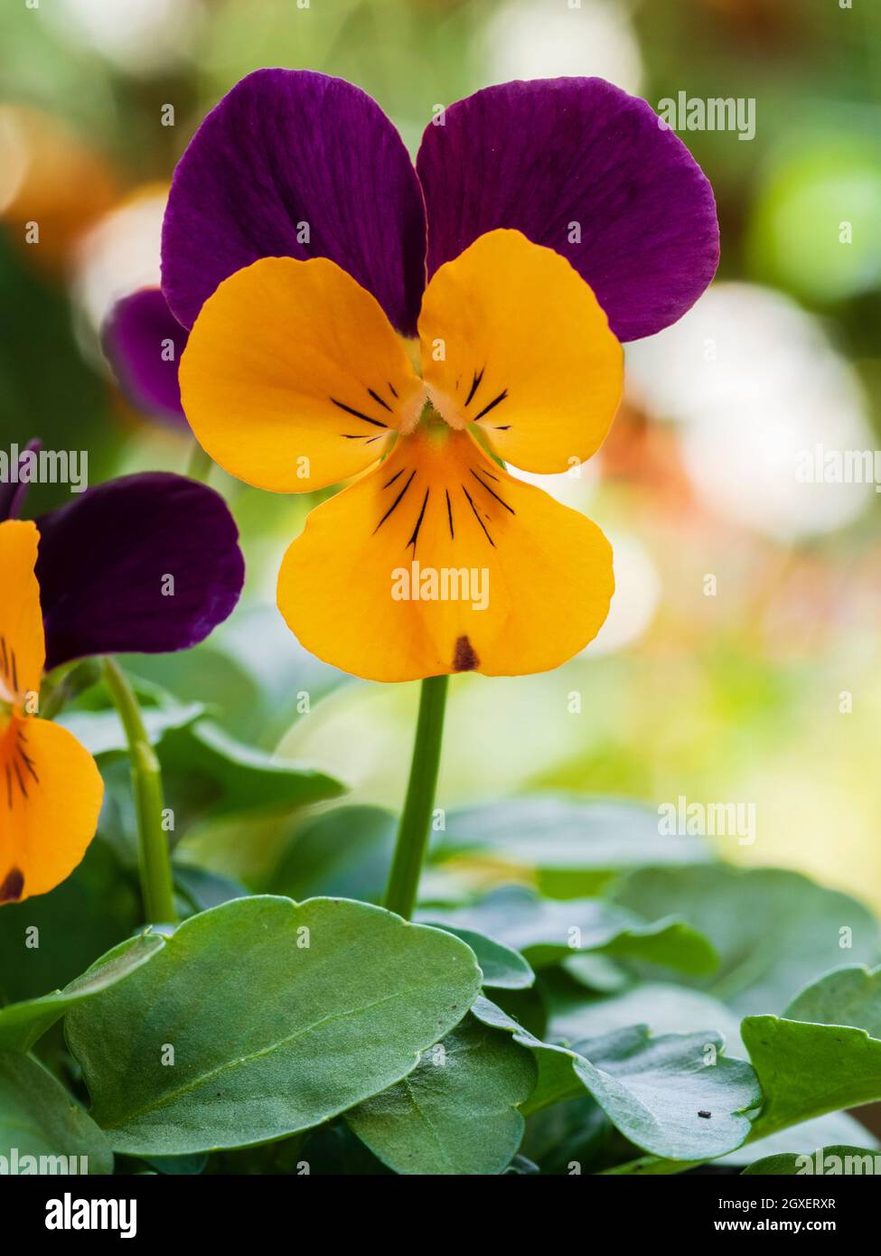 Primo piano di un solo fiore dell'inverno a primavera fioritura viola, Viola x cornuta 'Duetto arancione' Foto Stock