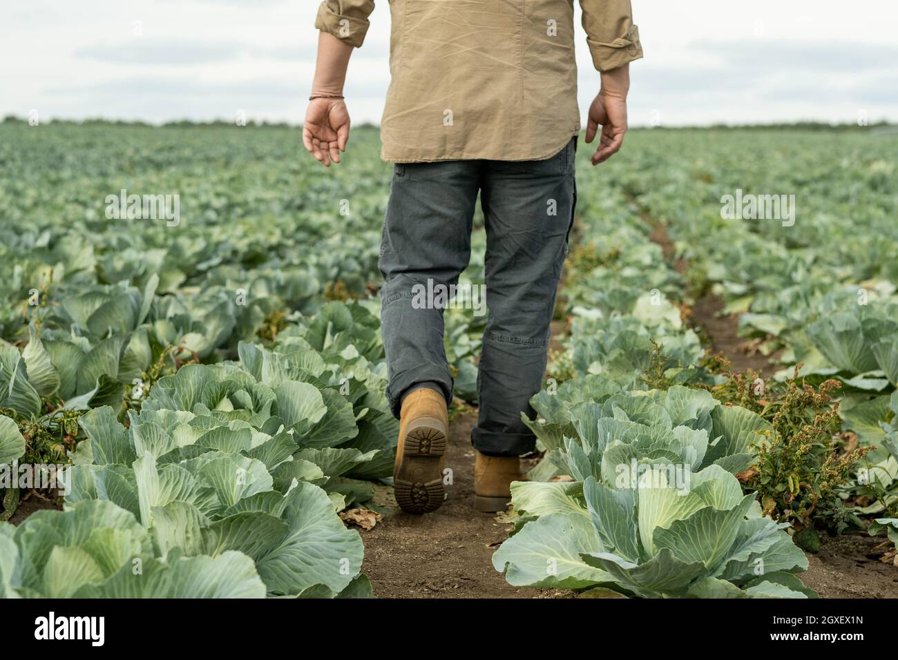 Vista posteriore dell'agricoltore contemporaneo che cammina tra i cavoli in crescita in un campo ampio Foto Stock