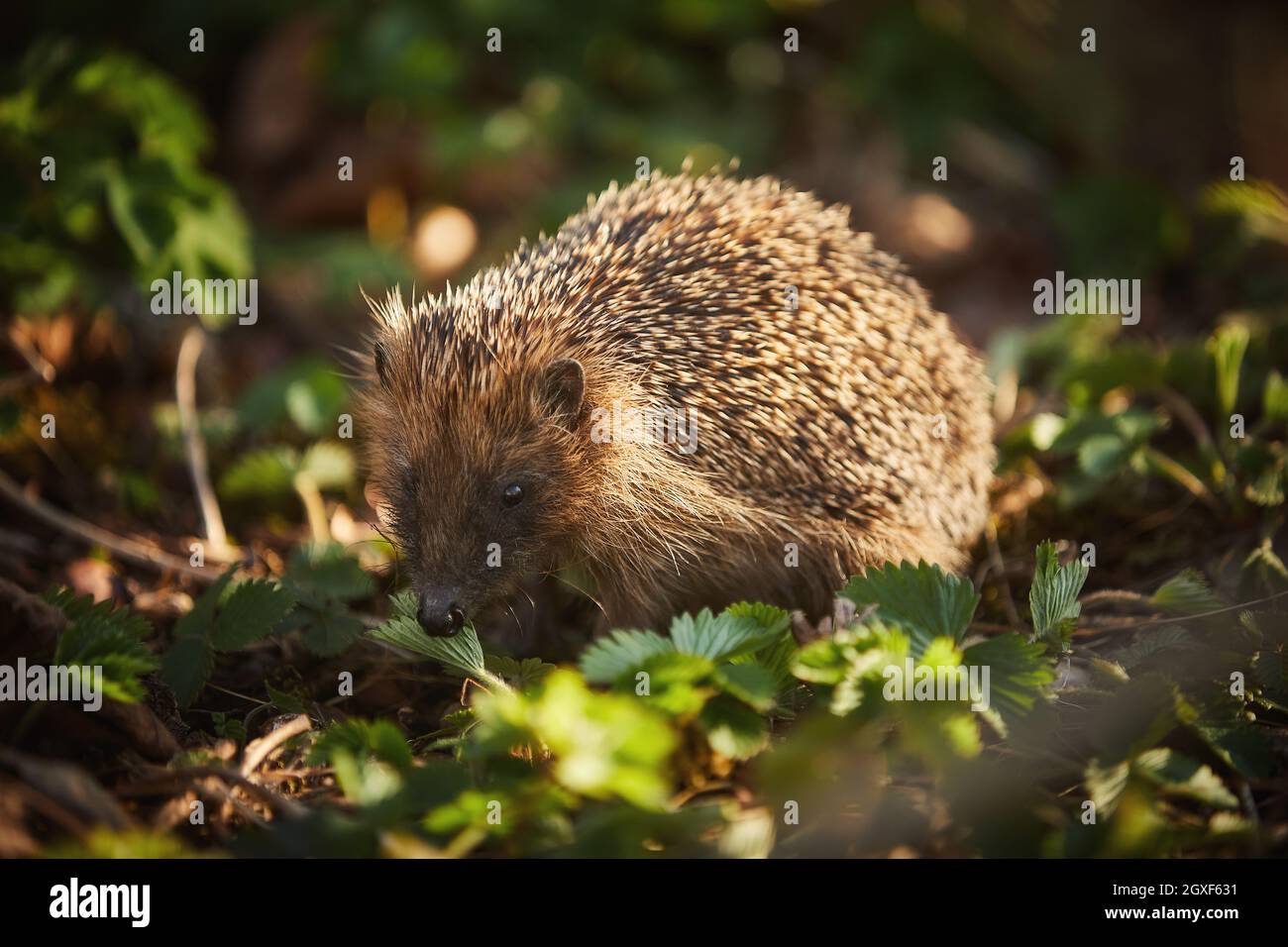 Ein junger Igel im Unterholz Foto Stock