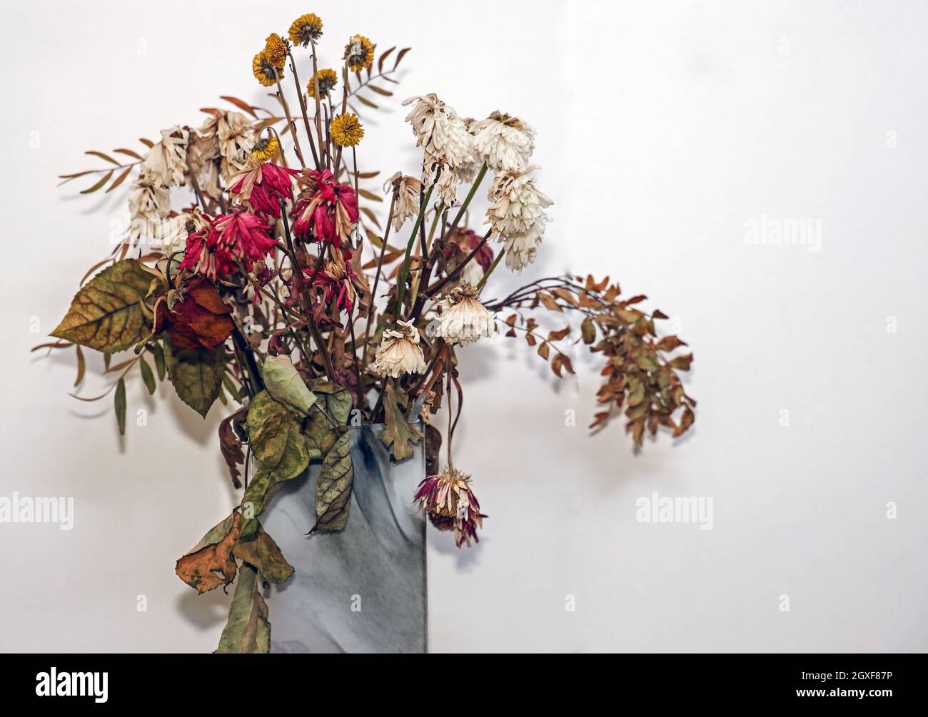 Vaso grigio con un mazzo di fiori morti tristi su uno sfondo neutro con spazio copia Foto Stock