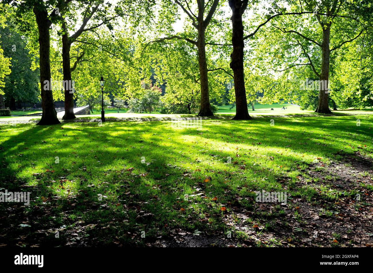 Lunghe ombre a Green Park, Londra Foto Stock