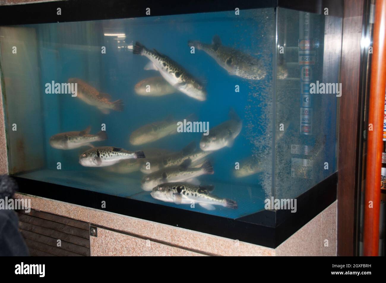 Acquario con fugu o tigre puffer, Rubripes Takifugu, in mostra in un ristorante a Enoshima, Giappone Foto Stock