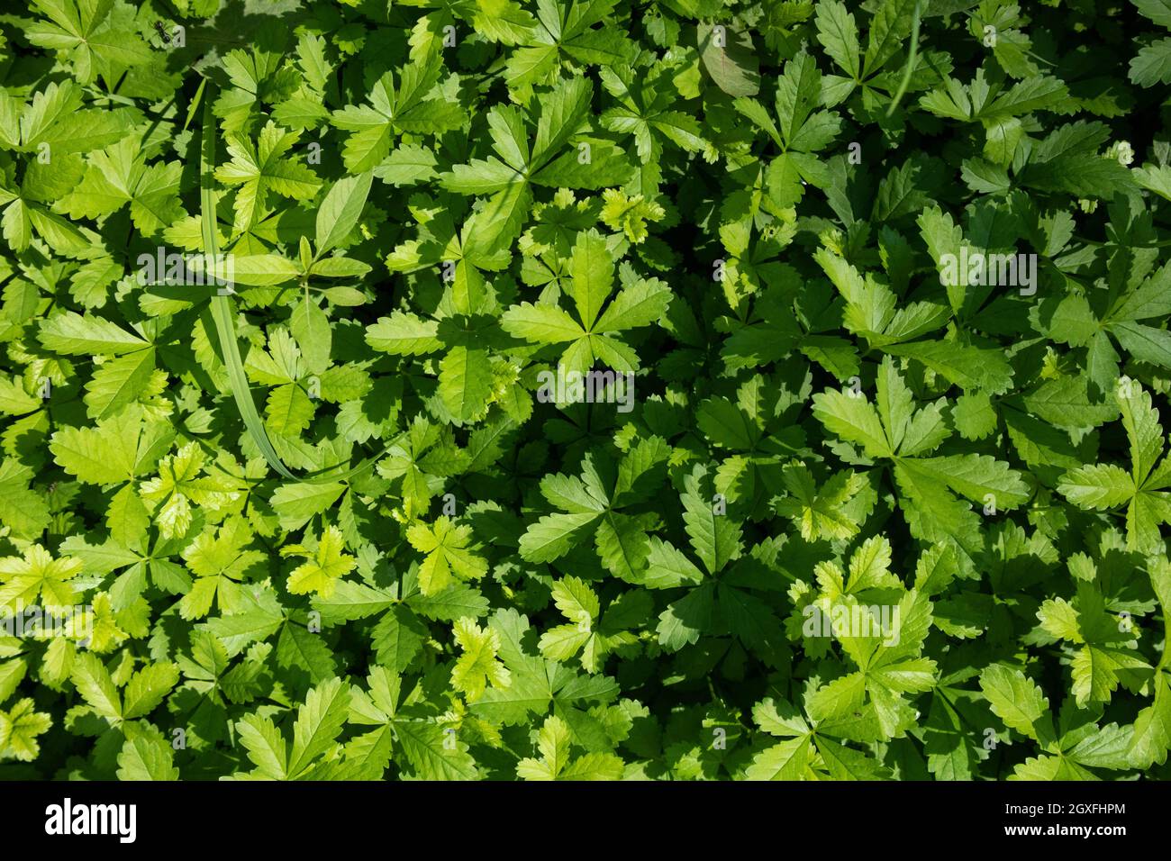 Foglie di piante selvatiche dal suolo in campagna, Italia. Foto di alta qualità Foto Stock