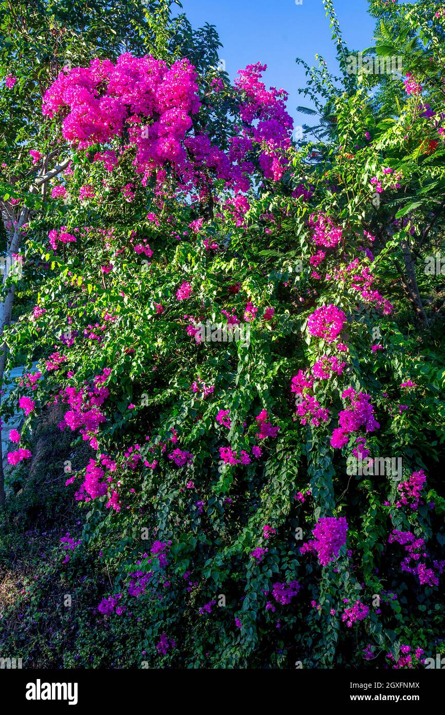 Fiori al Tempio Buddista, da Nang. Foto Stock