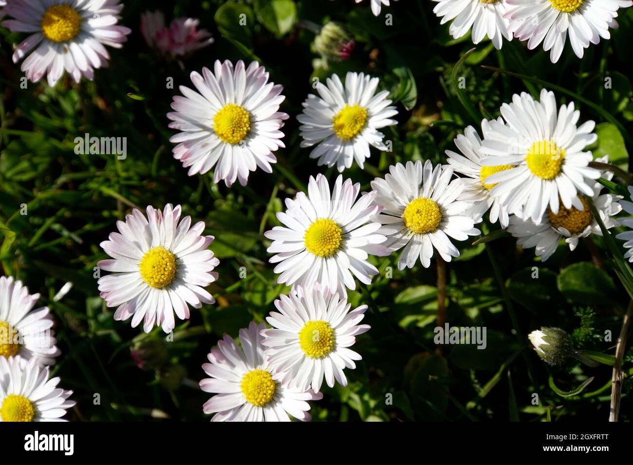 Blühende Gänseblümchen (Bellis perennis) auf der Wiese Foto Stock