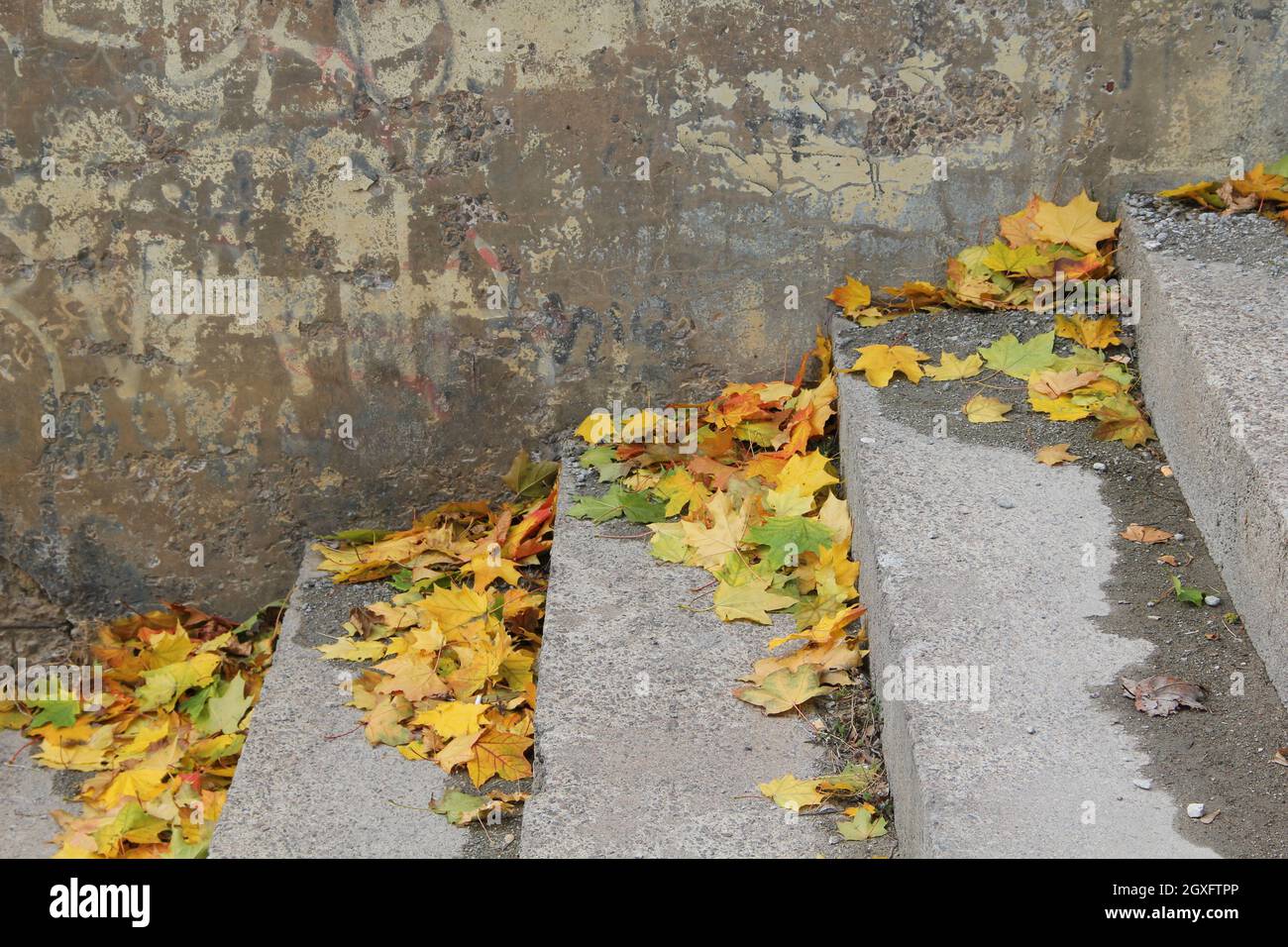 Foglie di acero colorato caduto su scale di granito umido a Kaunas City, Lituania Foto Stock