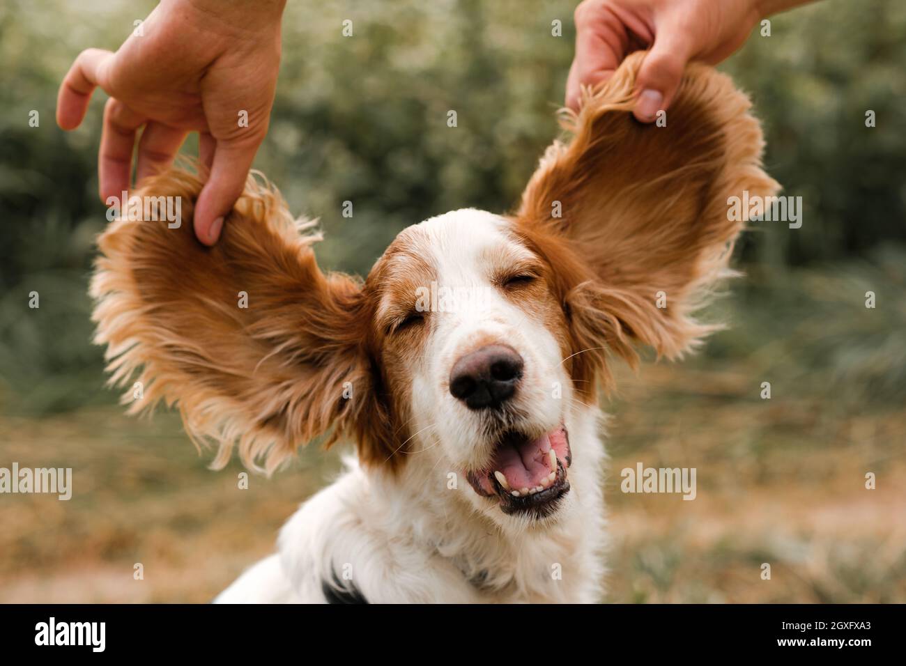 Ritratto di un cane spaniello con grandi e divertenti orecchie floppy, scena all'aperto Foto Stock