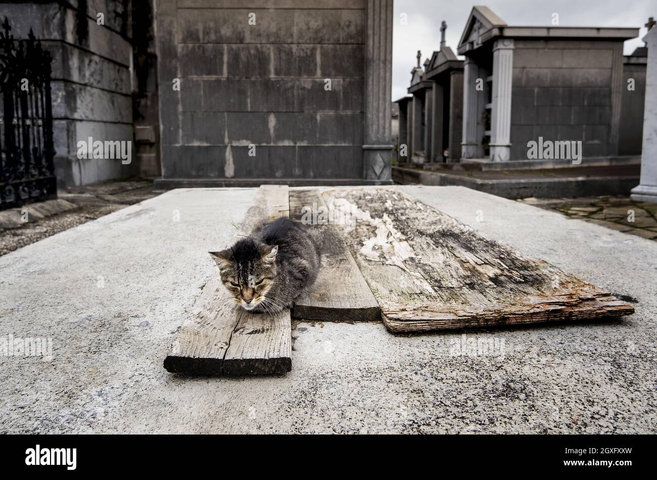 Particolare di animale arrabbiato e aggressivo, animale domestico abbandonato Foto Stock