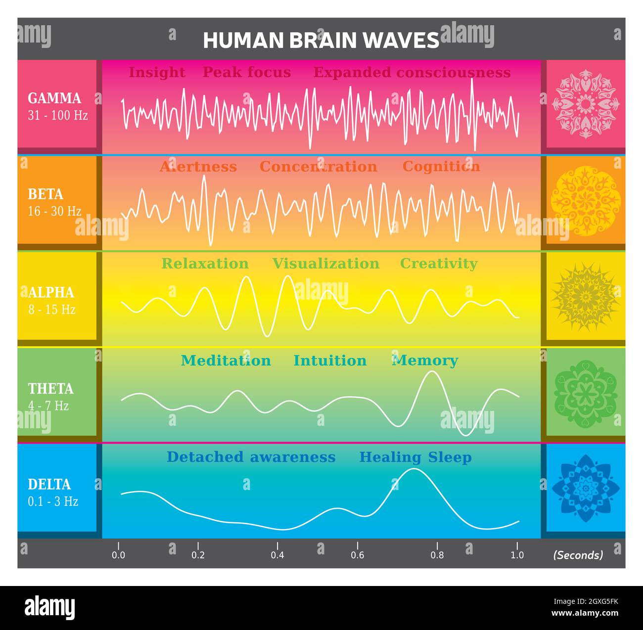 Diagramma delle onde del cervello umano in colori arcobaleno con spiegazioni - Alpha Beta gamma Theta Delta frequenze e Mandala Illustrazione Vettoriale