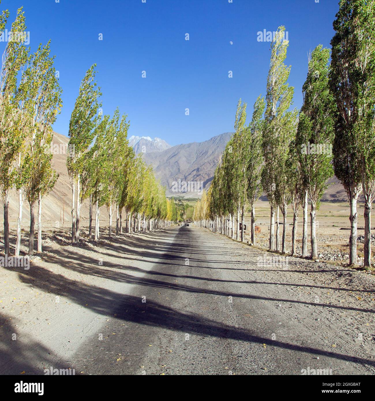Pamir strada, strada e vicolo di alberi di pioppo e Pamir montagne, Wakhan corridoio e valle, Gorno-Badakhshan regione, Tagikistan Foto Stock