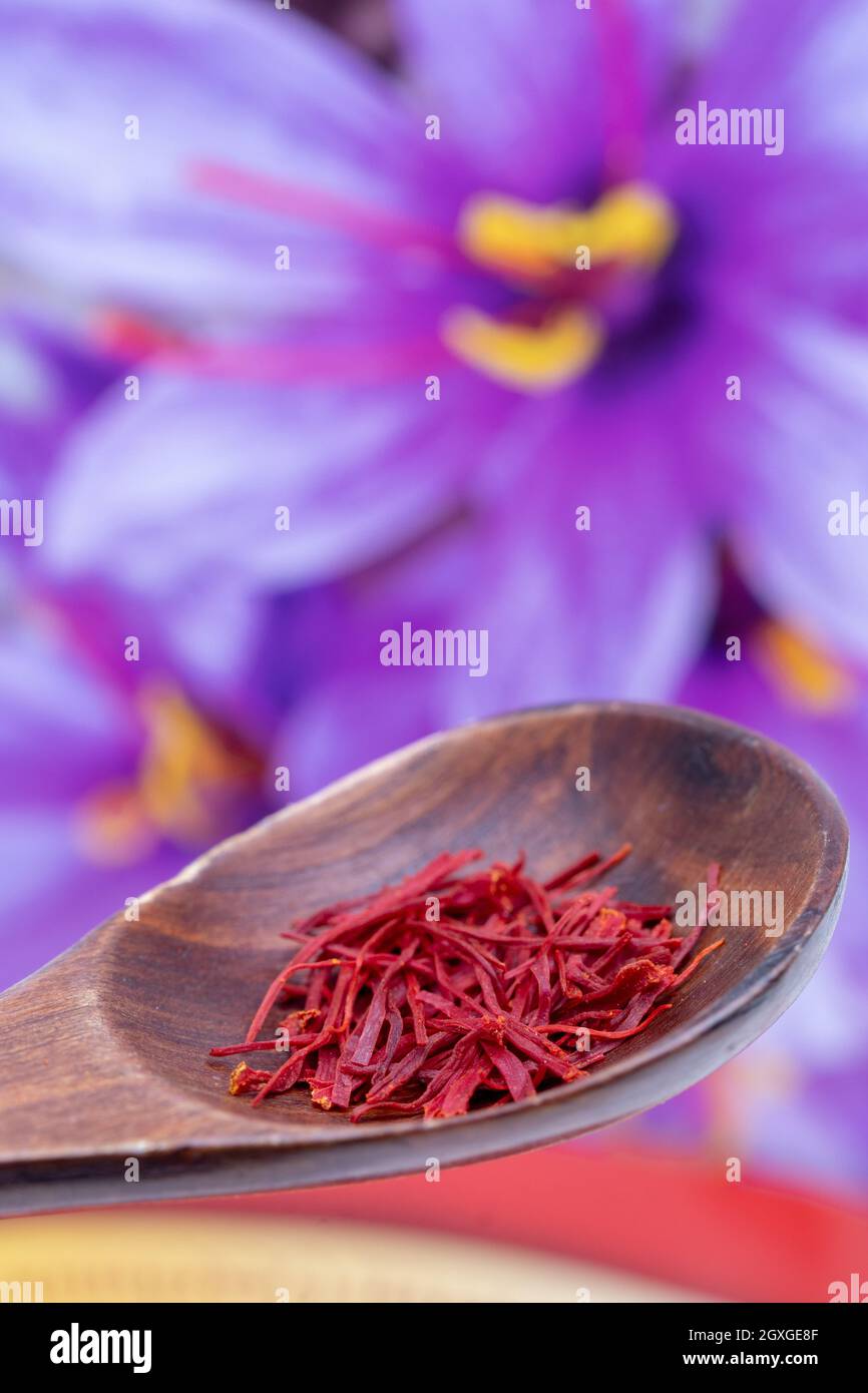 Sfondo zafferano. Fuoco selettivo su fili o trefoli di spezie di zafferano rossi in un cucchiaio di legno rustico contro i fiori di crocus di safran sfocati. Affro secco Foto Stock