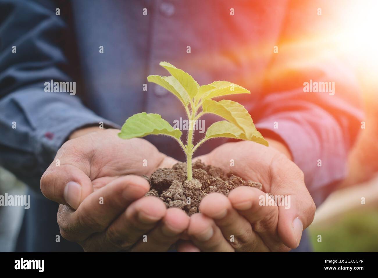 Mano che tiene albero crescita di suolo albero che semina Foto Stock