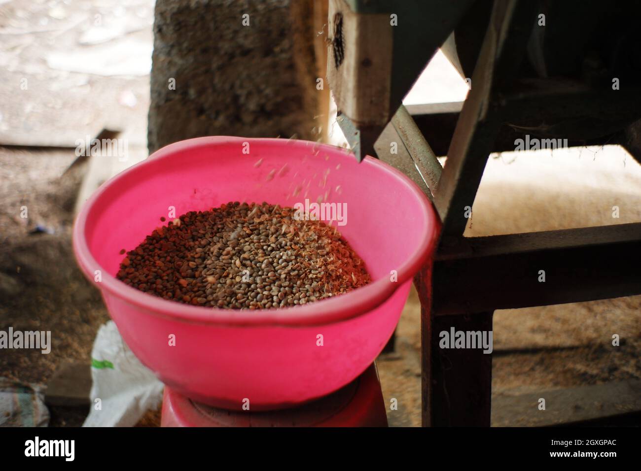 processo di macinazione dei chicchi di caffè. separare la buccia dai chicchi utilizzando strumenti tradizionali. preparazione del caffè per l'industria domestica Foto Stock