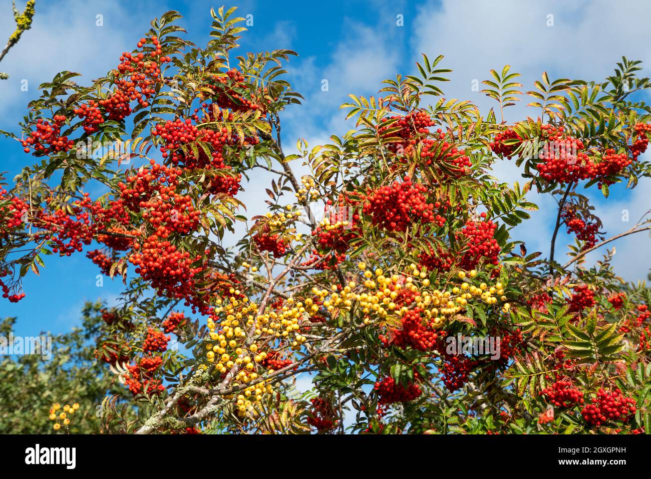 Bacche rosse di rowan che crescono su albero, Sorbus aucuparia, con bacche bianche di rowan di fronte. Foto Stock