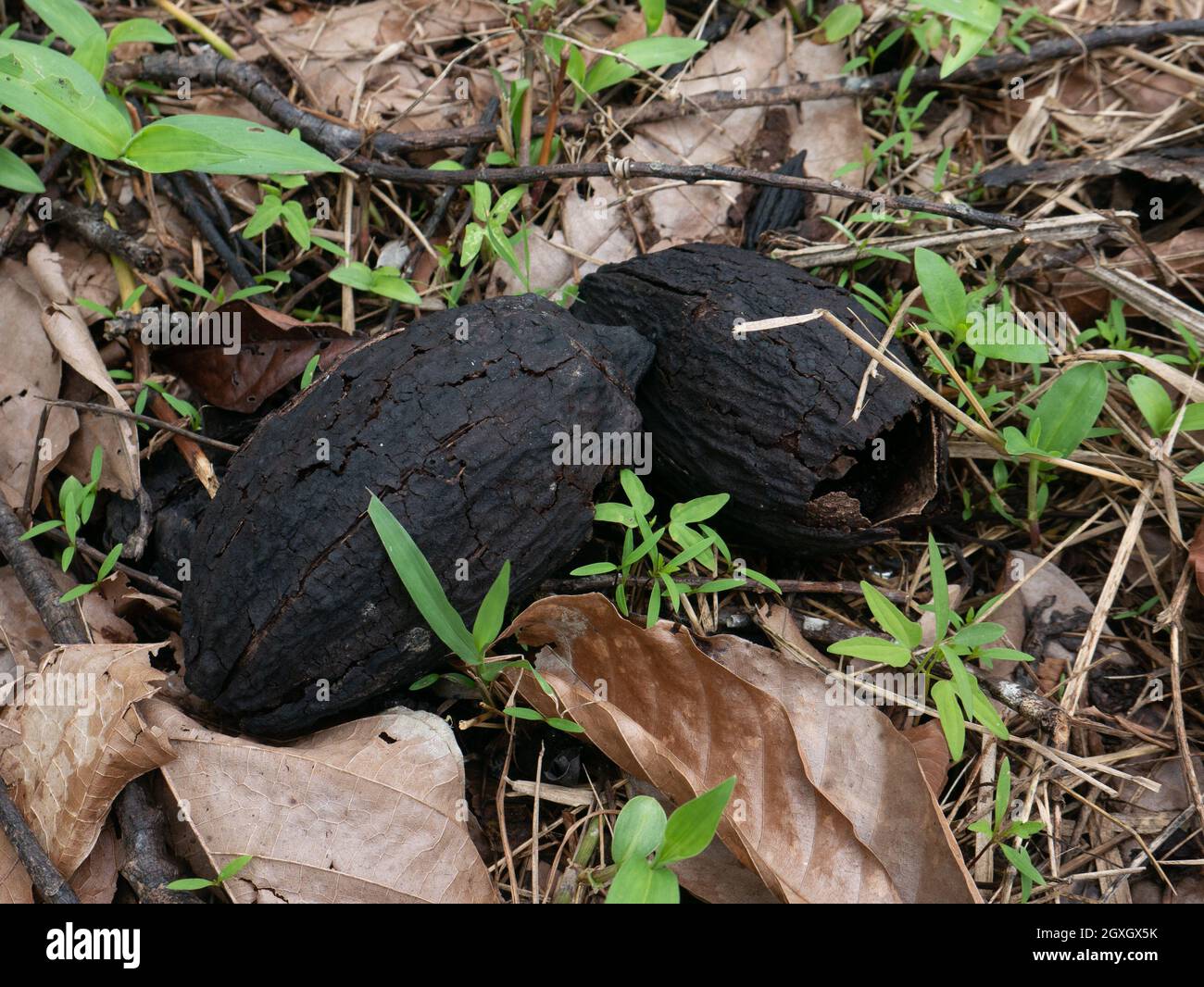 Cacao danneggiato o cialda di cacao nella piantagione in Indonesia. Foto Stock