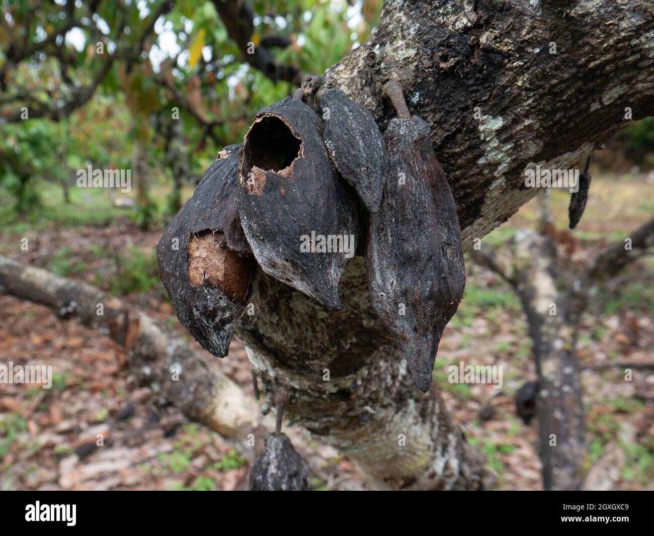 Cacao danneggiato o cialda di cacao nella piantagione in Indonesia. Foto Stock