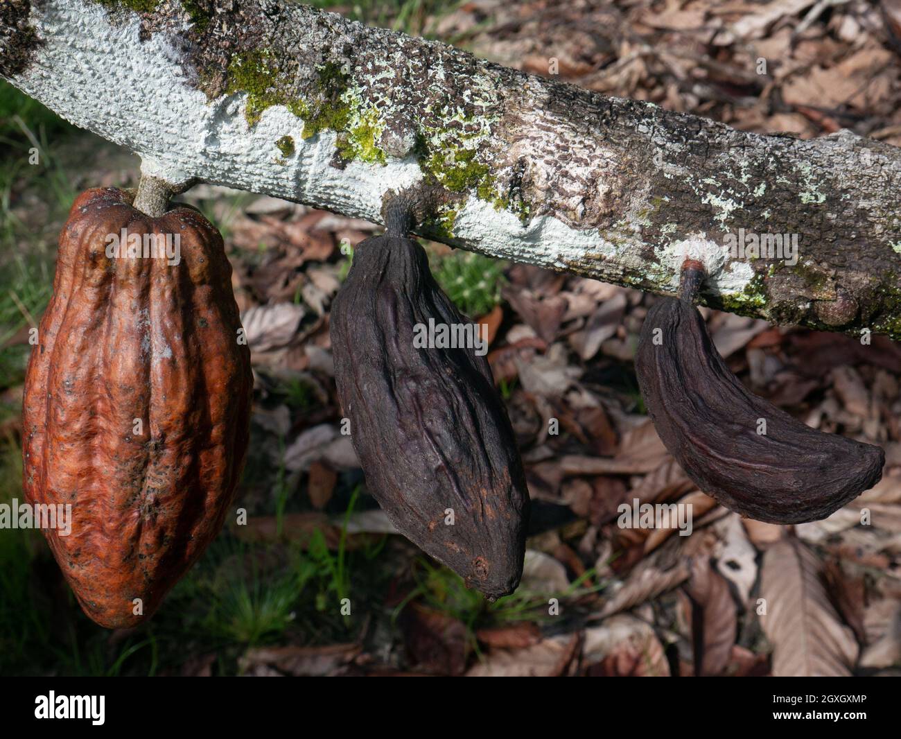 Cacao danneggiato o cialda di cacao nella piantagione in Indonesia. Foto Stock