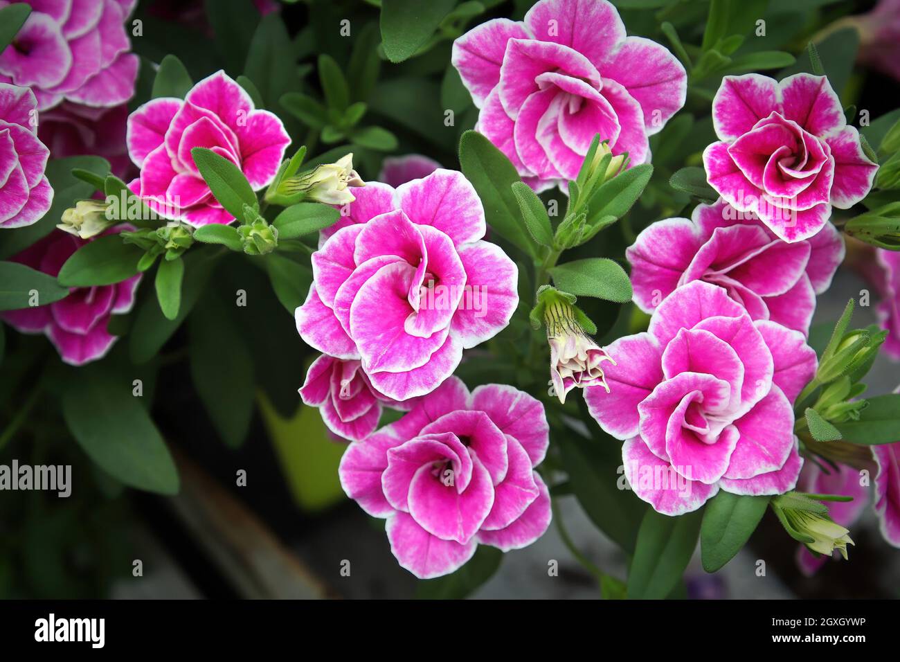 Primo piano di doppio rosa e bianco milioni di fiori campanili. Foto Stock