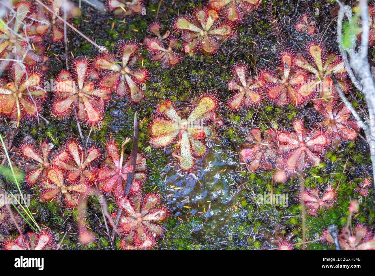 Gruppo di una specie di Sundew visto vicino a Barrydale nel capo occidentale del Sudafrica Foto Stock