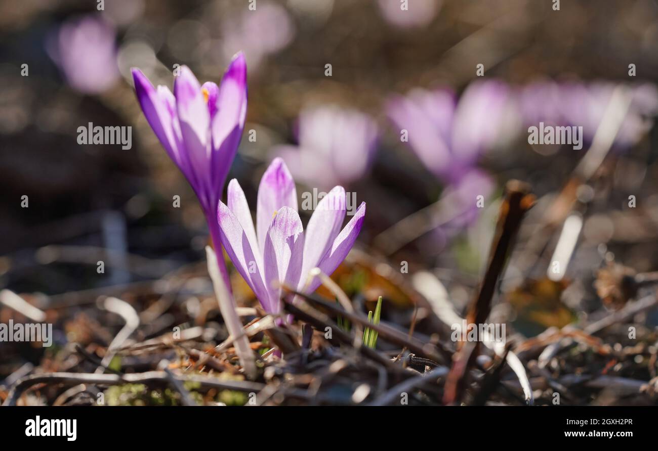 Sole splende su viola selvatico e giallo iride Crocus heuffelianus decolorata fiore. Foto Stock