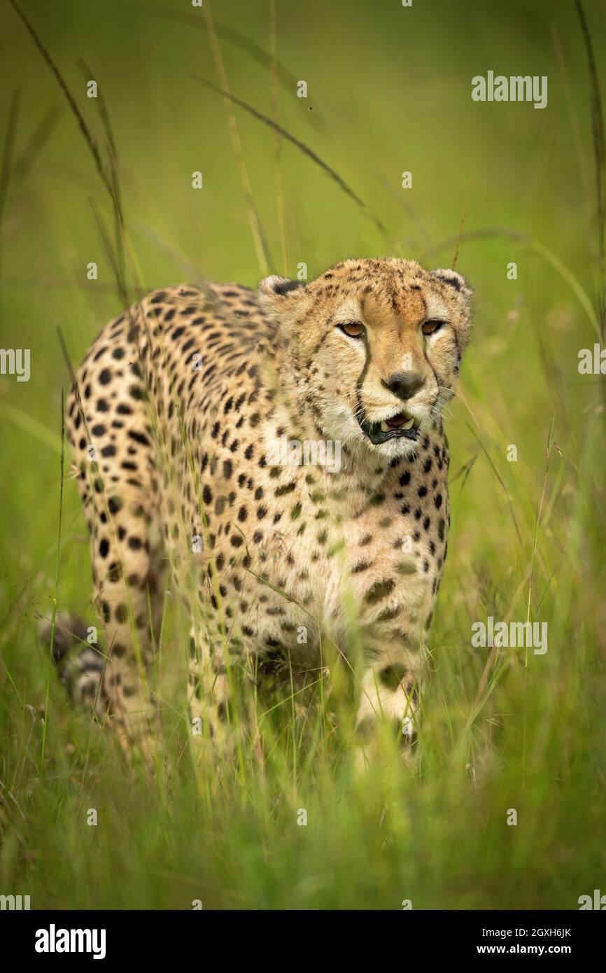Cheetah cammina attraverso l'erba circondata da mosche Foto Stock