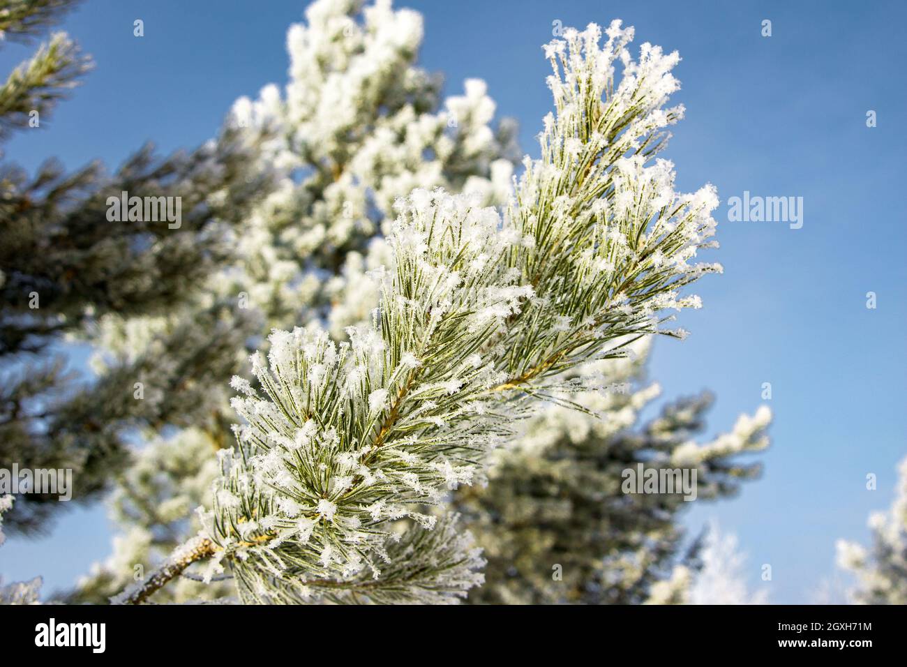 ramo di conifere coperto di gelo dopo forti gelate sullo sfondo di un cielo blu, il sole splende presto sarà caldo Foto Stock