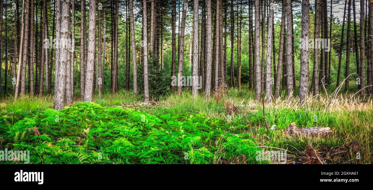 Felci nella foresta. Vista panoramica. Foto Stock