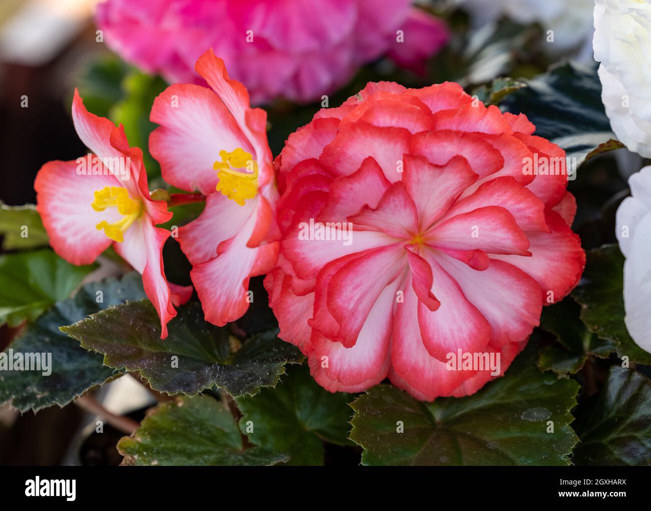 Grandi fiori rossi di begonia in vaso in giardino decorativo estivo . Fiori  di stagione Foto stock - Alamy