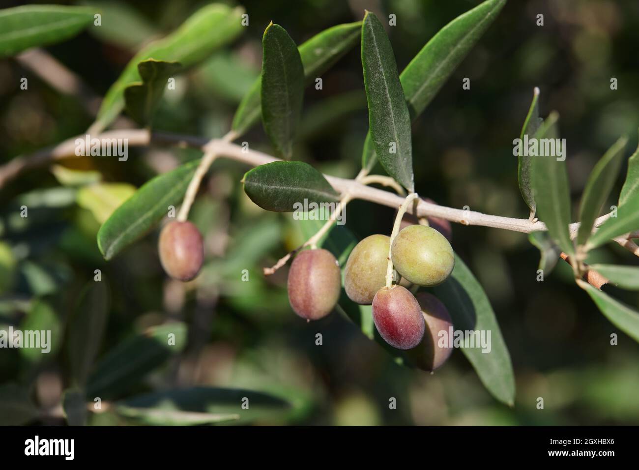 Olive mature su un albero da vicino, oliveti Foto Stock