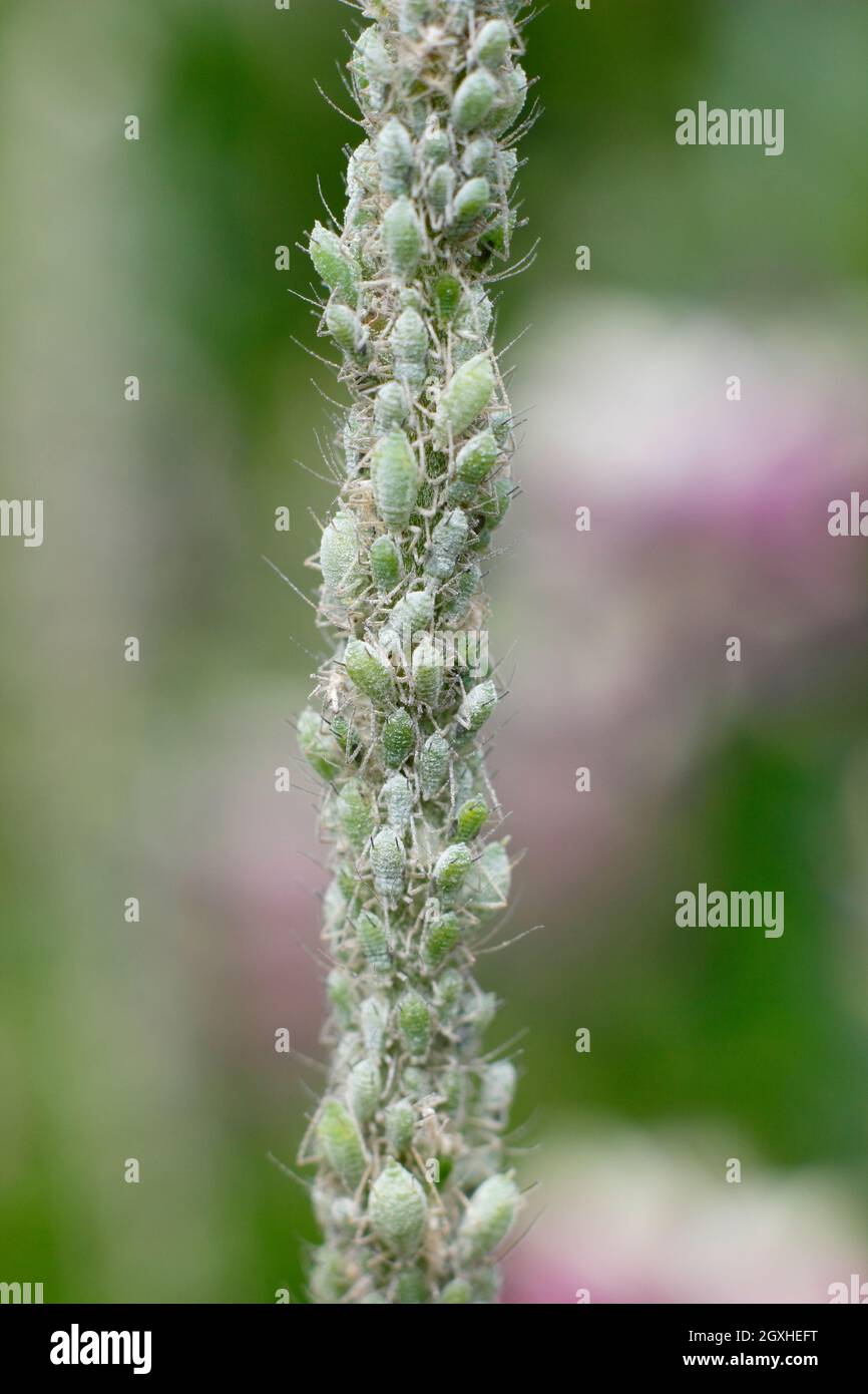 Lupino afidi. Infestazione di Macrosiphum albifrons su un gambo di fiore di lupino. REGNO UNITO Foto Stock