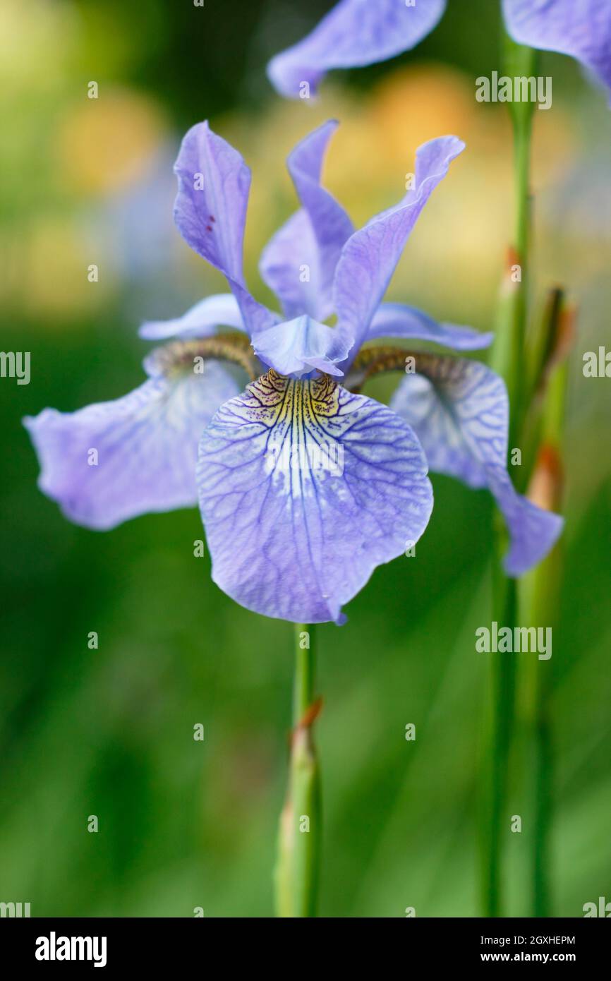 Iris sibirica 'Perry's Blue' iride siberiana che mostra caratteristici fiori viola blu a metà estate. REGNO UNITO Foto Stock