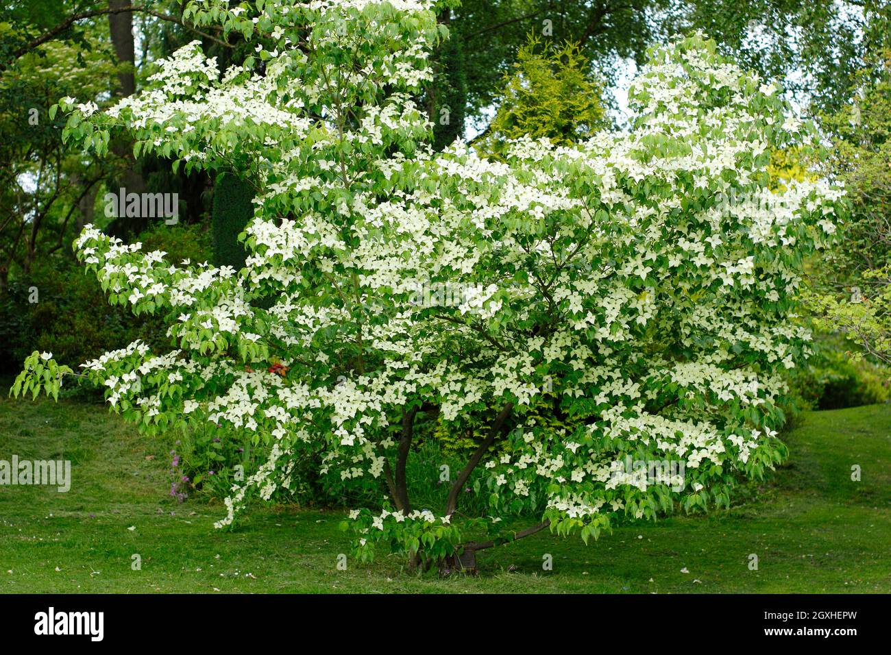 Fioritura di legno di Dogwood. Cornus kousa 'China Girl' albero che mostra bratti all'inizio dell'estate. REGNO UNITO Foto Stock