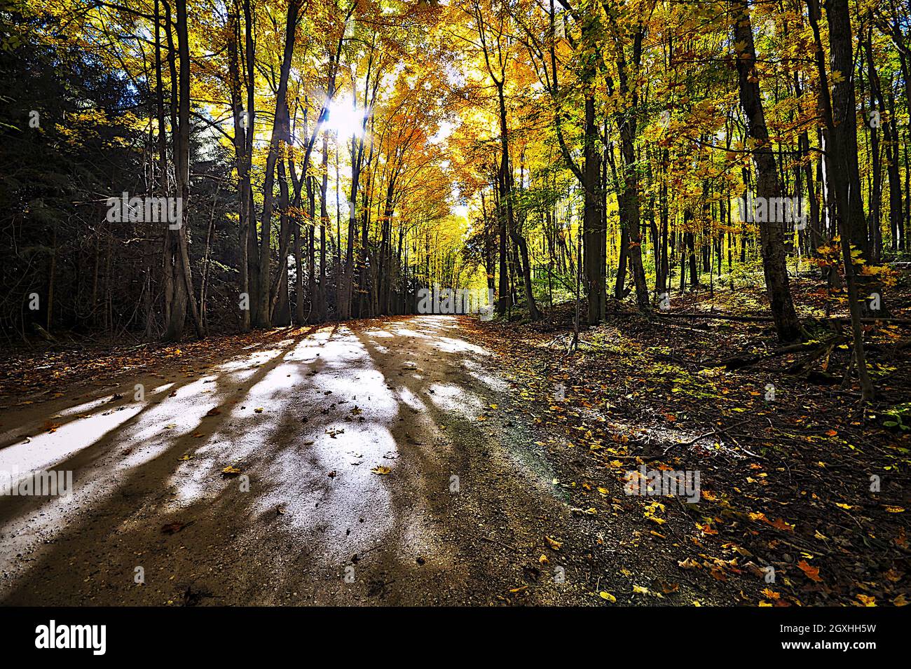 Strada di campagna con colore delle foglie autunnali e lente svasata Foto Stock