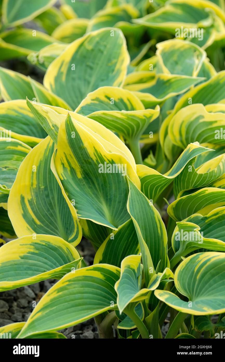 Hosta 'First Frost', Giglio plantare 'First Frost', foglie blu-verdi con margini gialli cremosi Foto Stock
