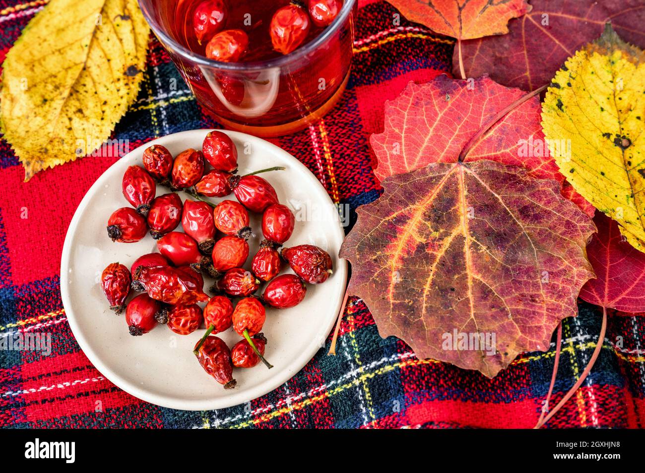 Frutta di rosa su piatto e in calice da tè, variazione di foglia (aspen, faggio) in rosso e giallo autunno su tessuto di tartan di lana rosso. Foto Stock