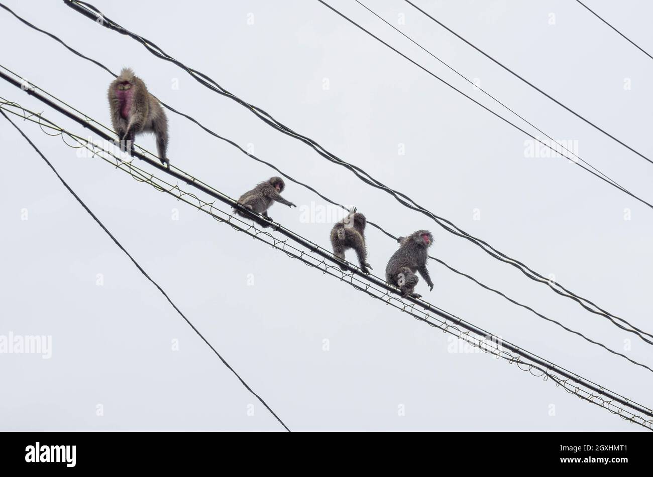 Una famiglia di macachi giapponesi che viaggiano lungo linee elettriche aeree vicino alla stazione sciistica di Grandeco nella Prefettura di Fukushima, Giappone Foto Stock