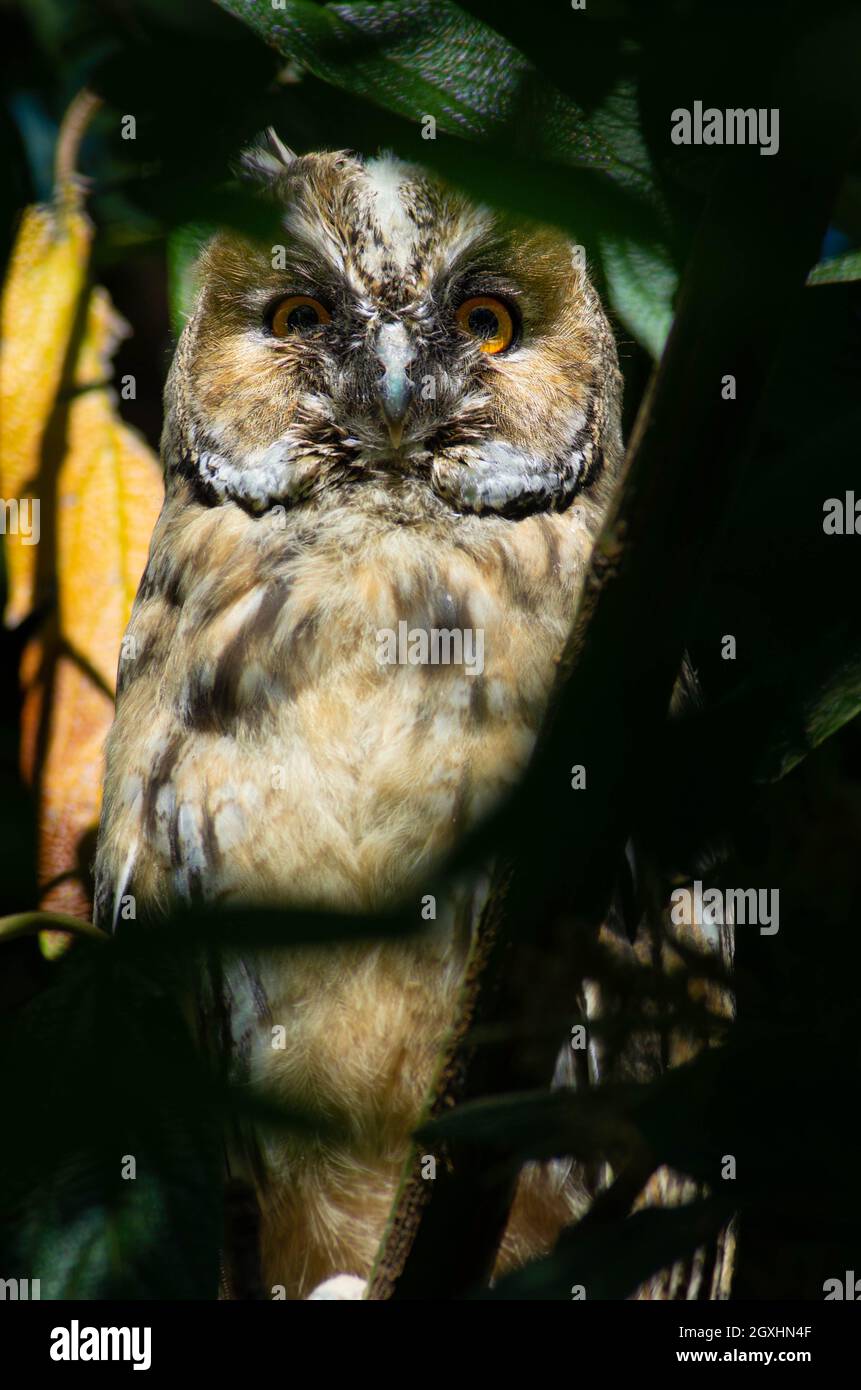 Un giovane gufo dalle orecchie lunghe seduto in un albero in un piccolo parco a Vienna, in Austria. I gufi erano ancora nutriti da almeno un genitore. Foto Stock