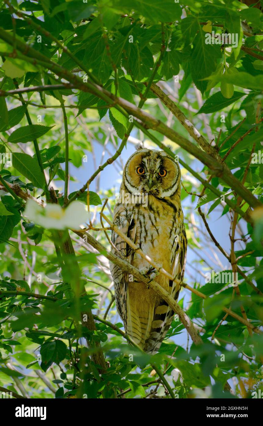 Un giovane gufo dalle orecchie lunghe seduto in un albero in un piccolo parco a Vienna, in Austria. I gufi erano ancora nutriti da almeno un genitore. Foto Stock