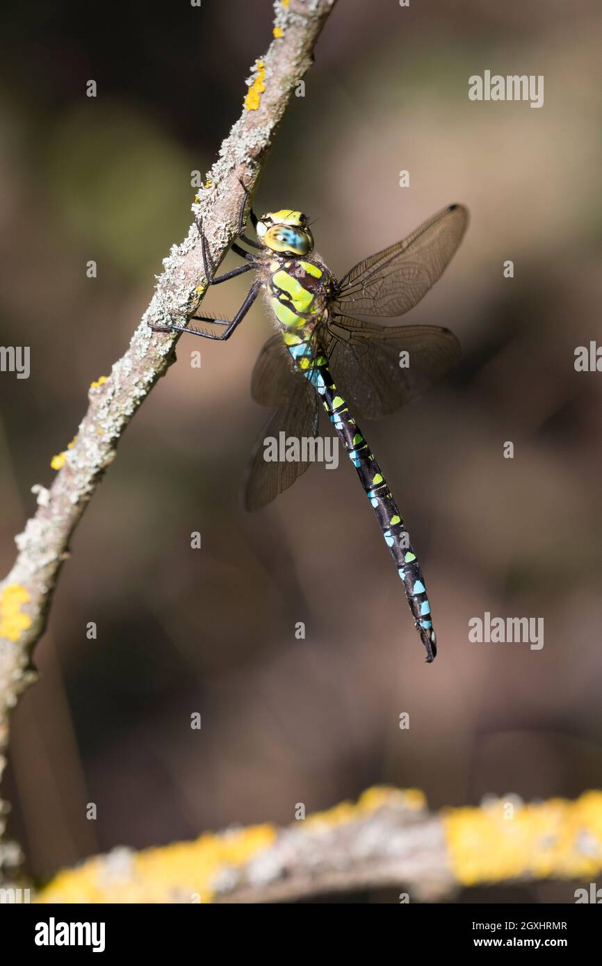 Blaugrüne Mosaikjungfer, Blaugrüne-Mosaikjungfer, Männchen, Aeshna cyanea, Aeschna cyanea, blu-verde darner, sud aeshna, falco meridionale, blu h Foto Stock