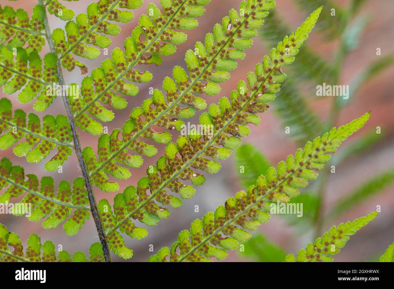 Wurmfarn, Gewöhnlicher Wurmfarn, Echter Wurmfarn, Gemeiner Wurmfarn, Männerfarn, Dryopteris filix-mas, felce maschio, felce senza fine, la Fougère Mâle Foto Stock