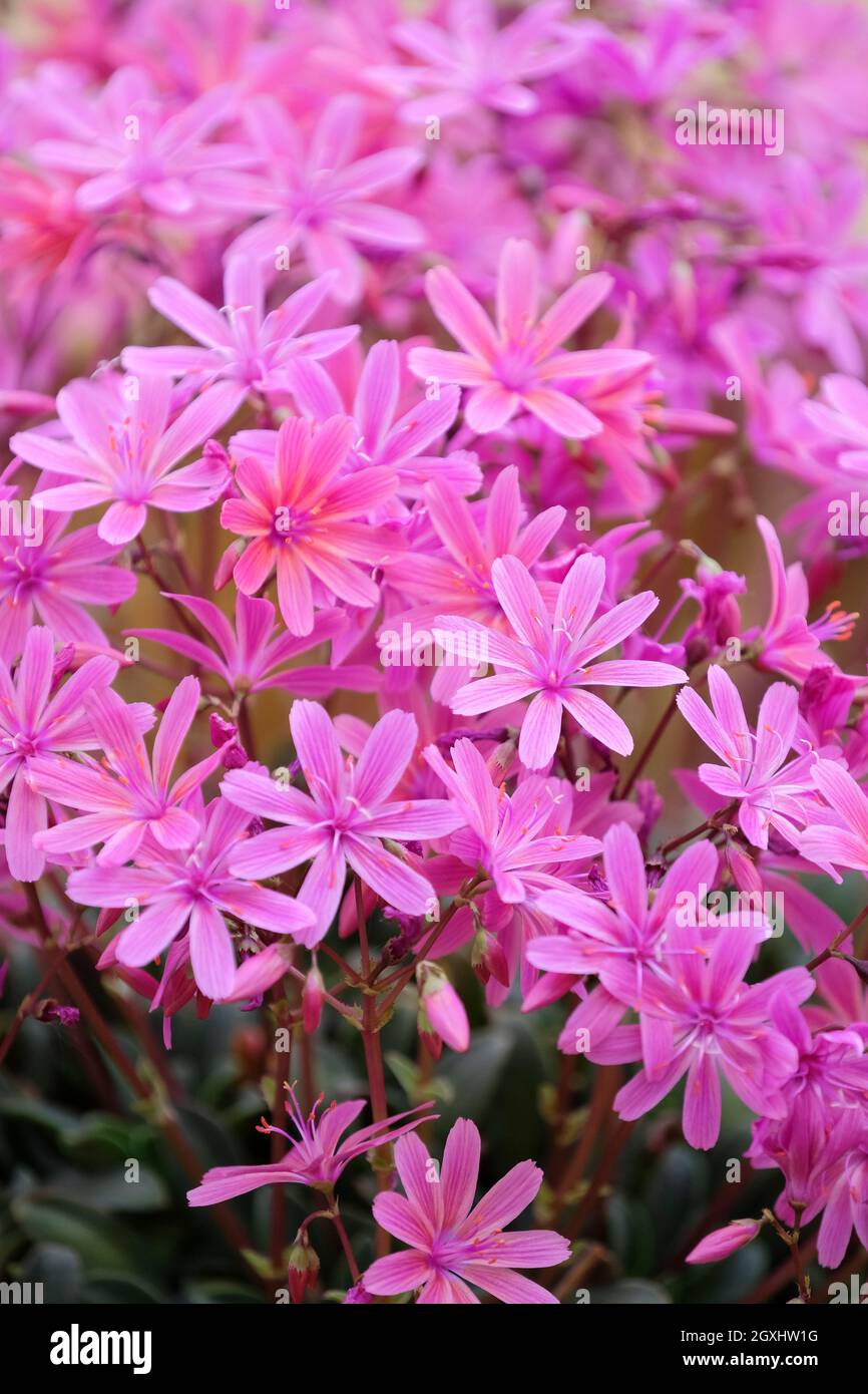 lewisia 'George Henley', fiori rosa con vene magenta. Radice amara 'George Henley' Foto Stock