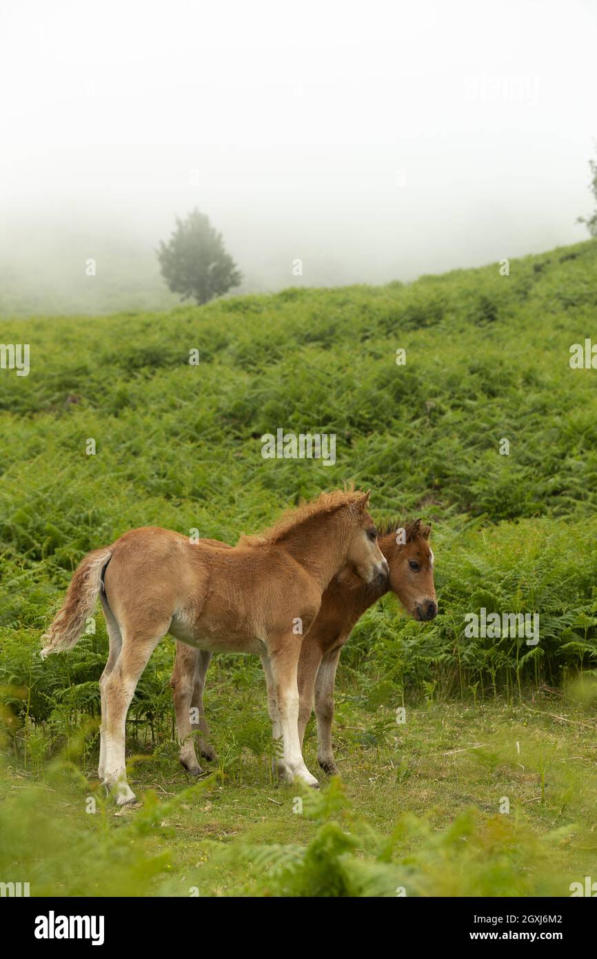 Pony gallese selvatico Carneddau Snowdonia Galles Europa Foto Stock